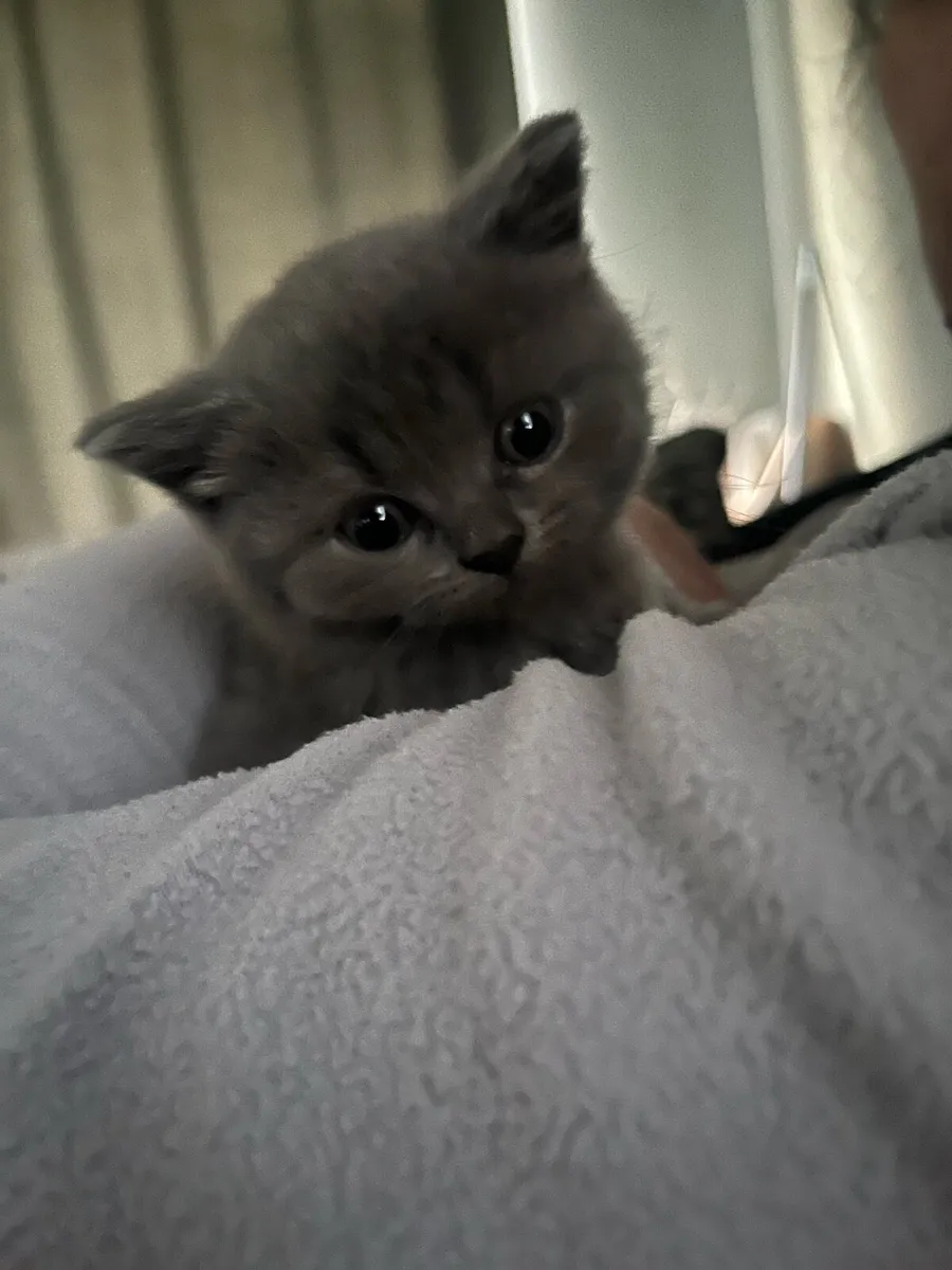 British blue short hair kittens - Image 1