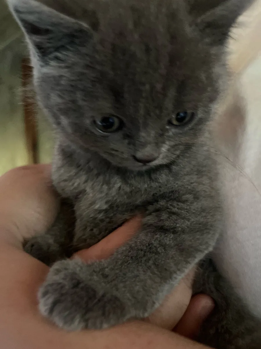 British blue short hair kittens - Image 2