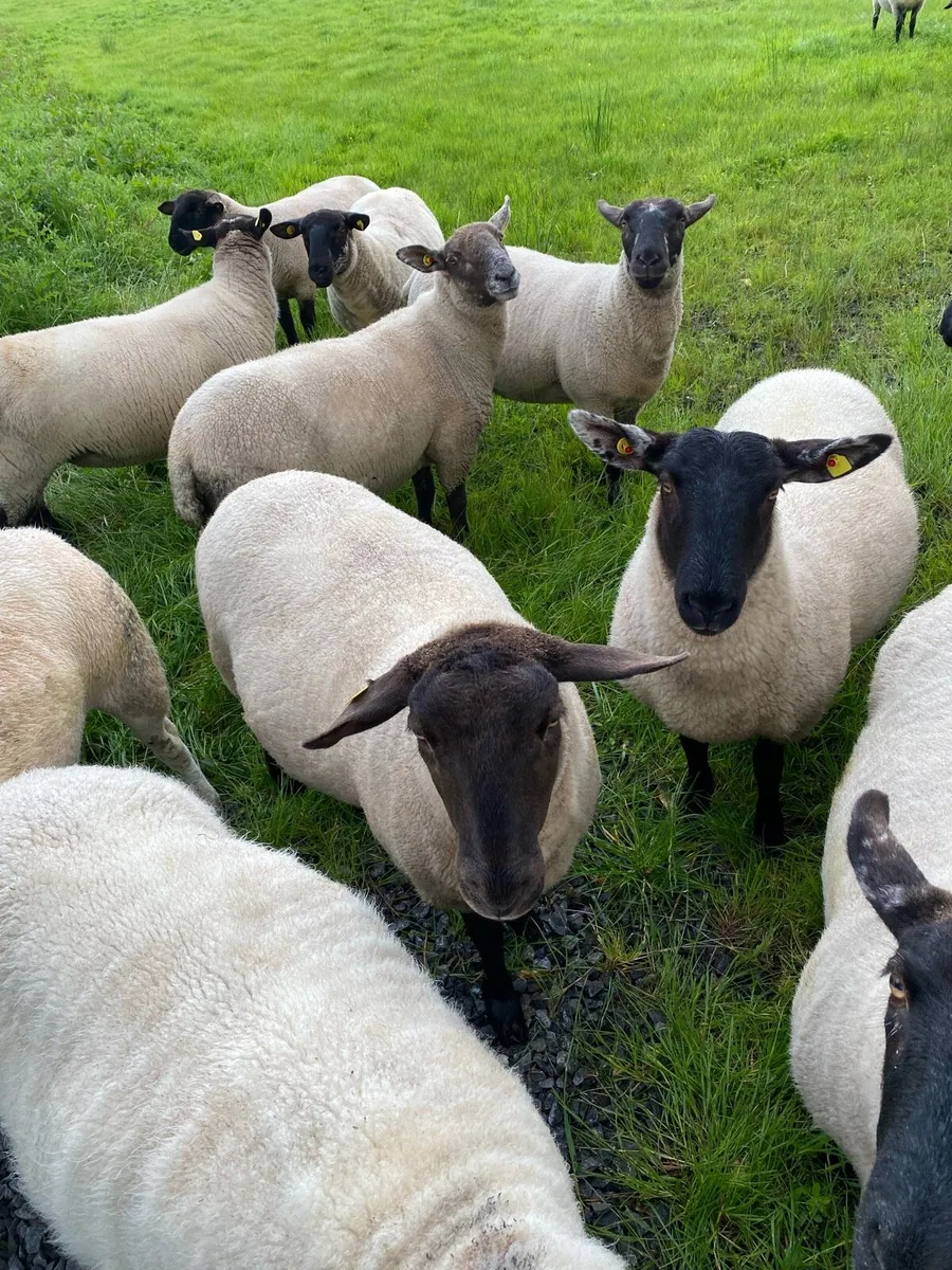 30 Suffolk hoggets - Image 1