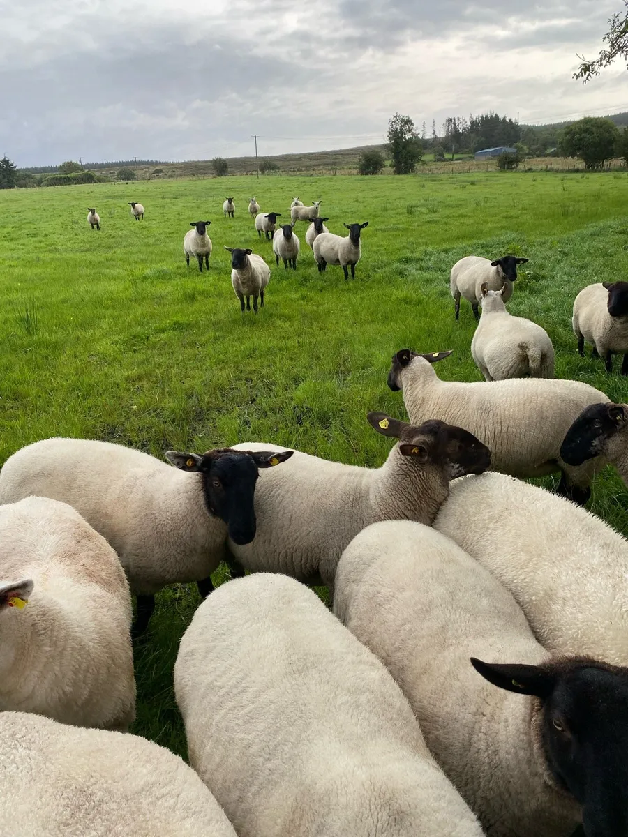 30 Suffolk hoggets - Image 2