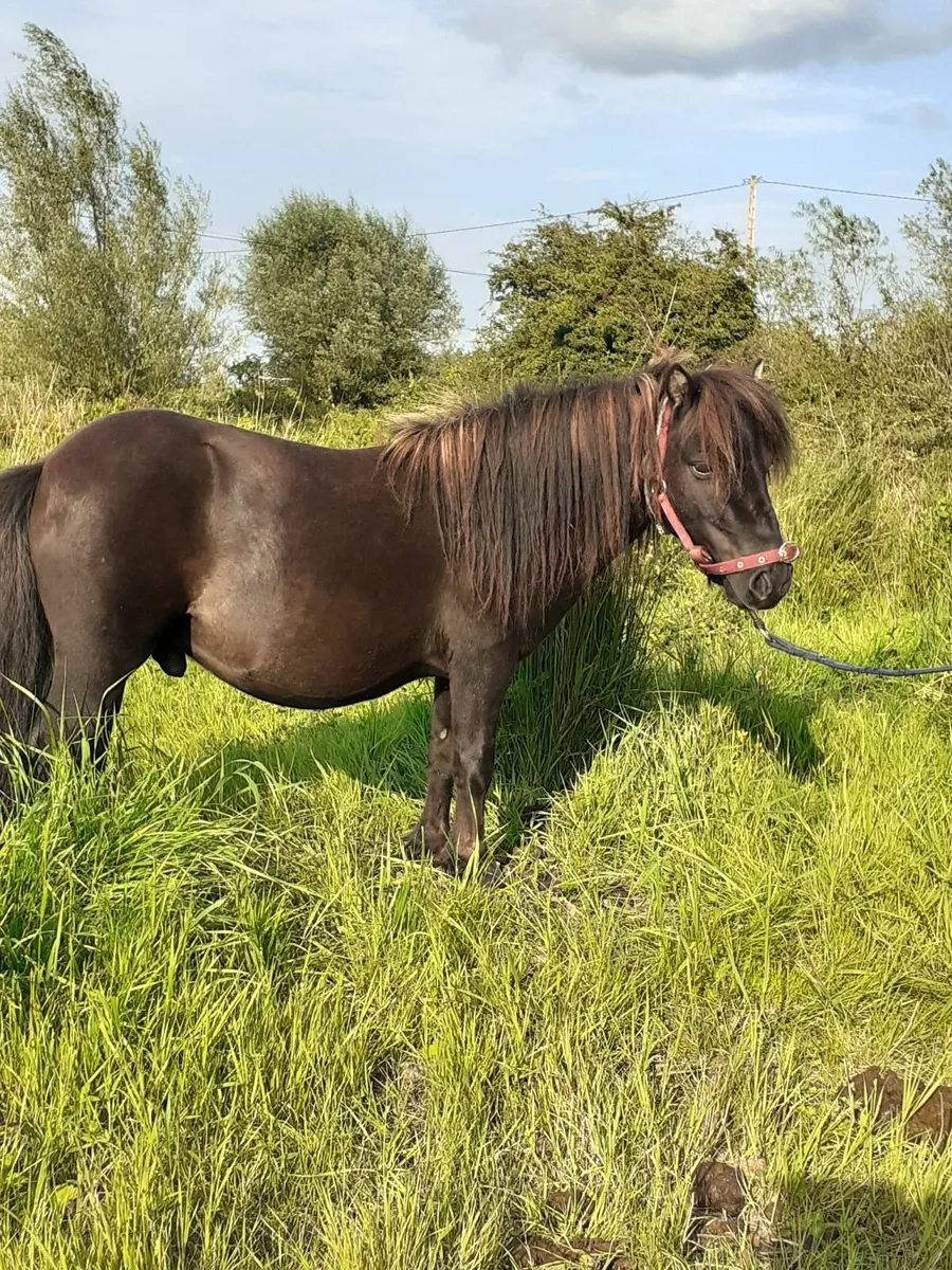 Miniature Stallion - Image 1