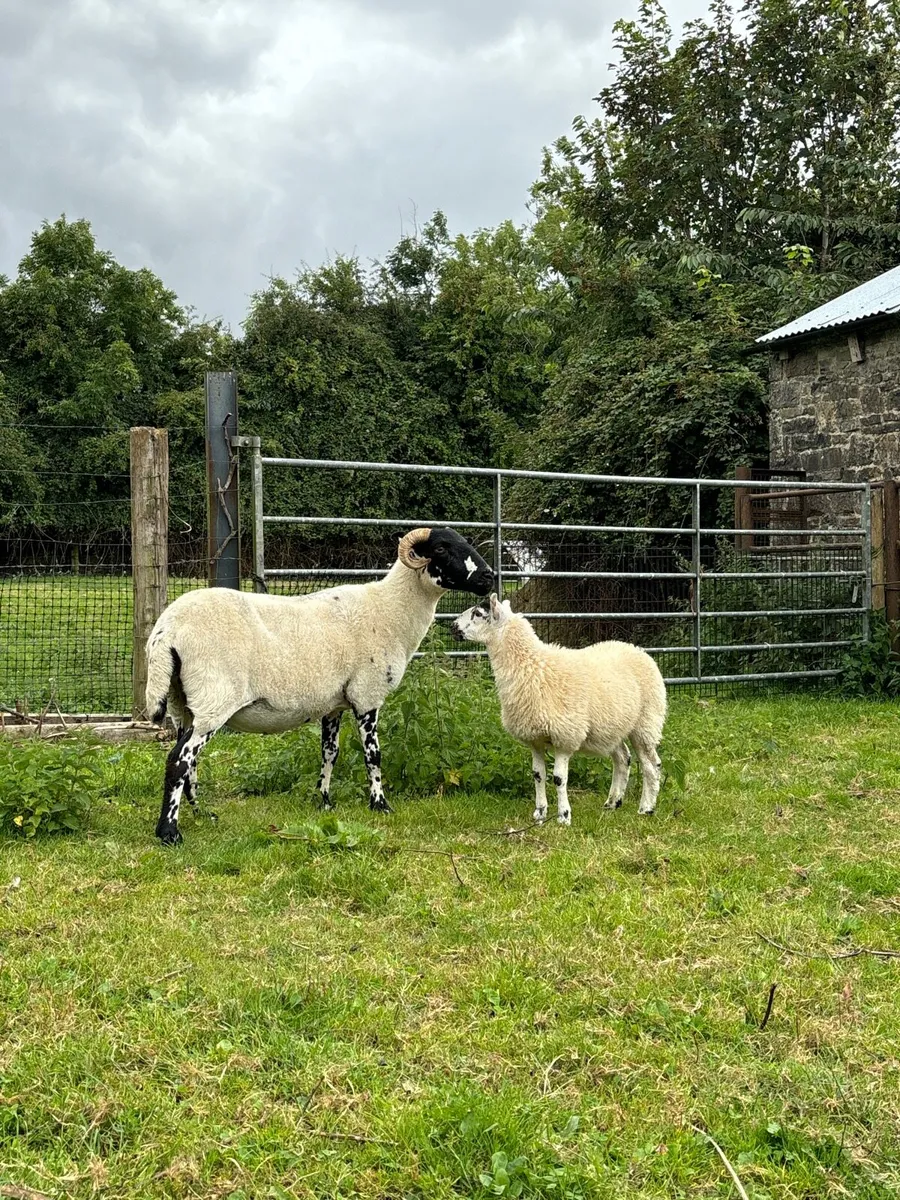 Ewe and ewe lamb - Image 3