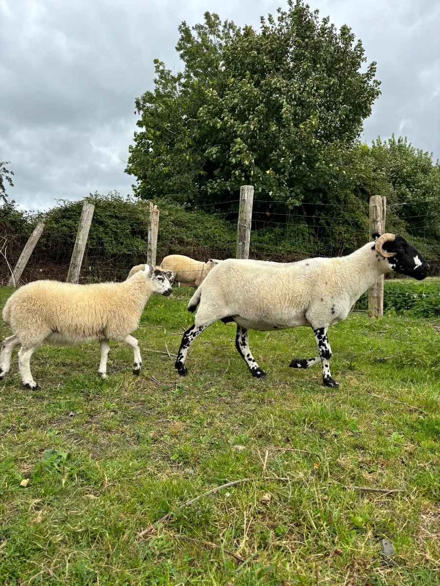 Ewe and ewe lamb - Image 4