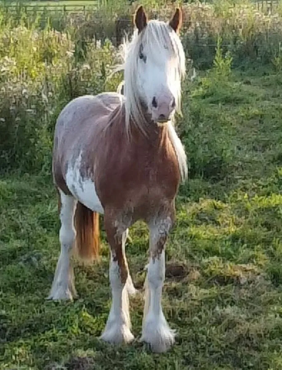 Coloured Cob - Image 1