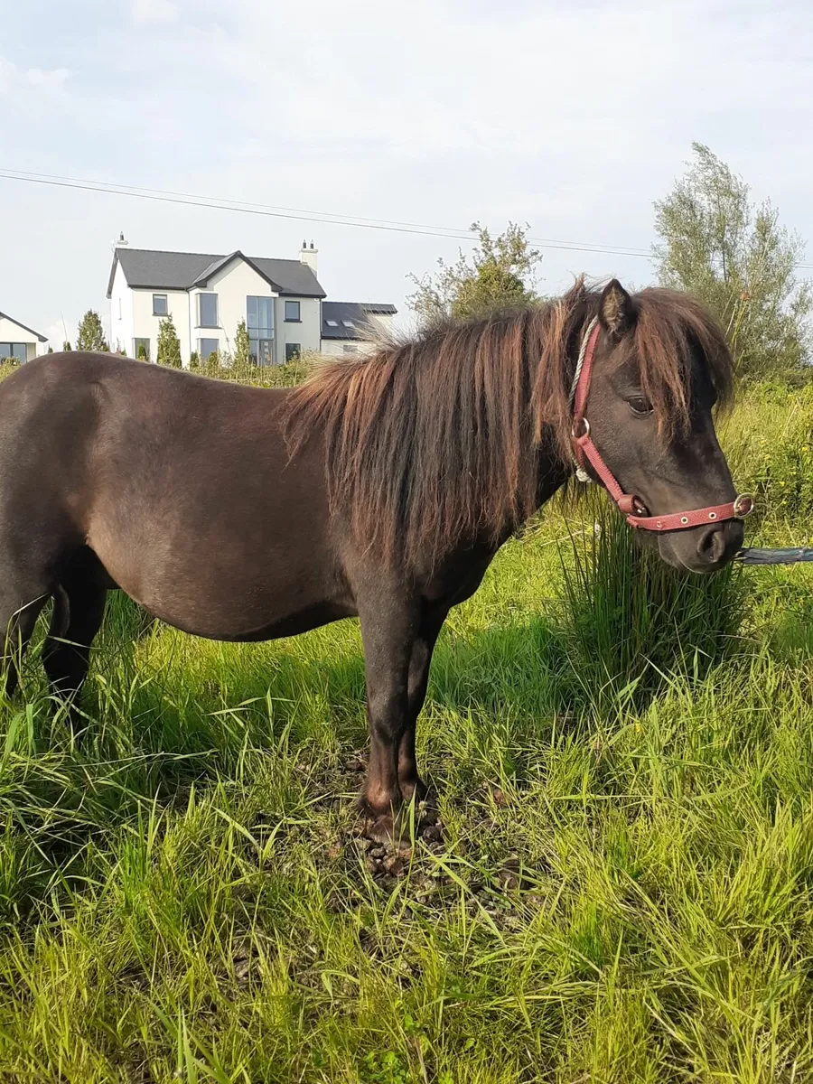 Miniature Stallion - Image 2
