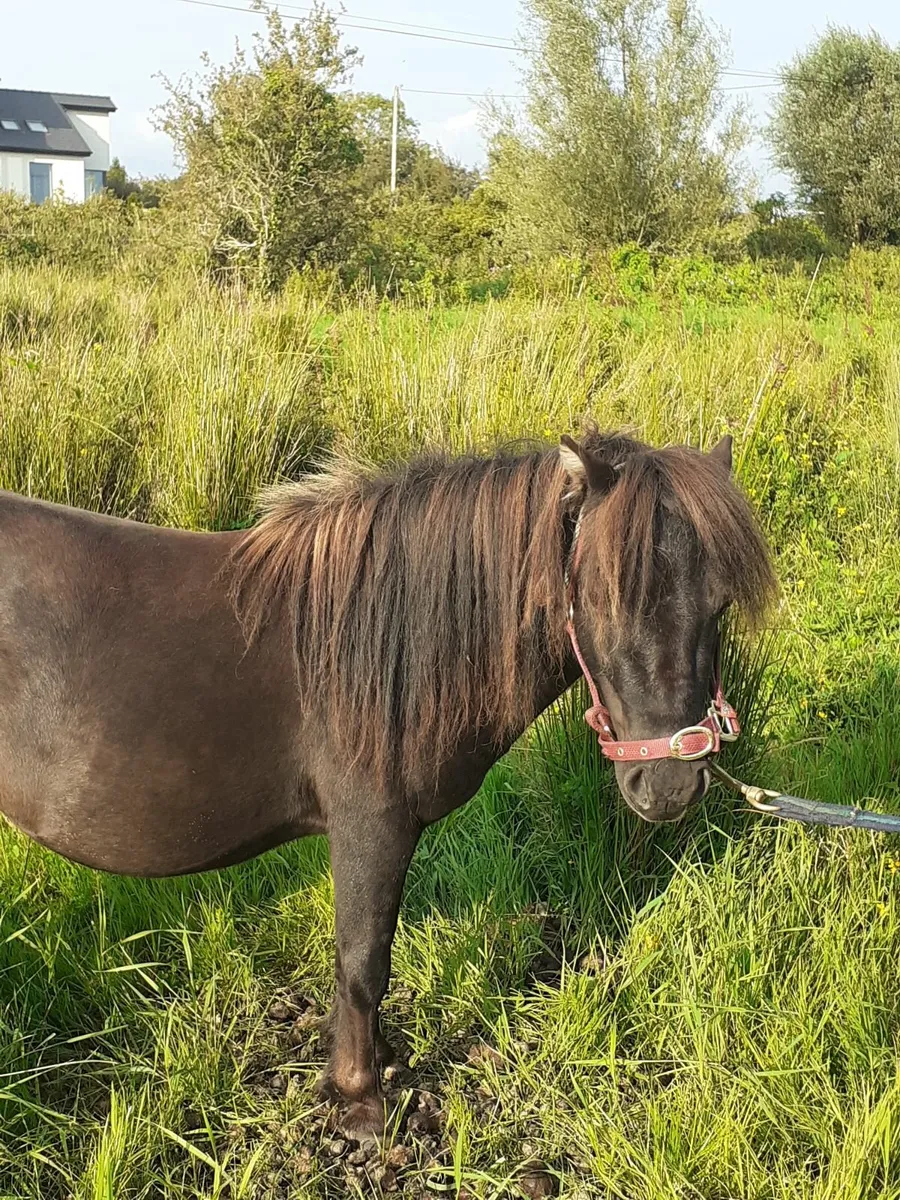 Miniature Stallion - Image 3