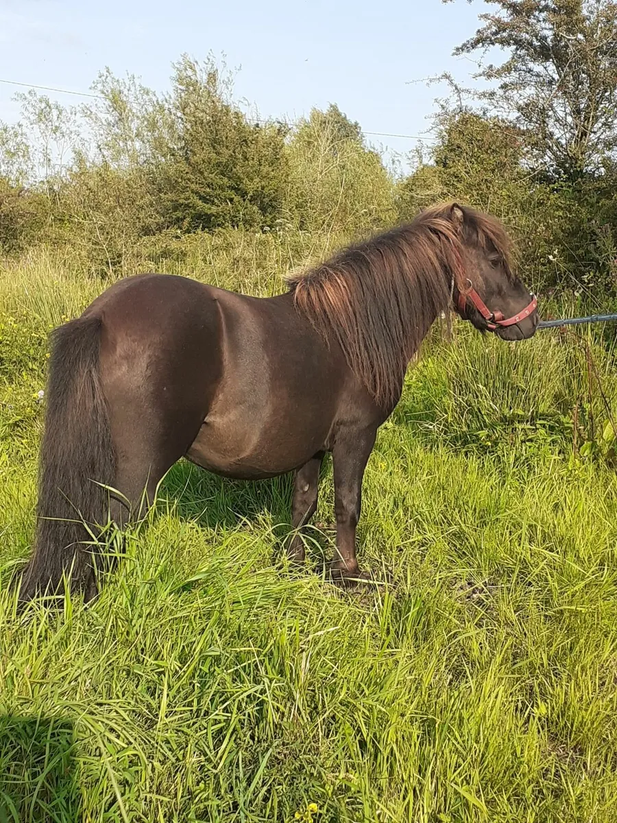 Miniature Stallion - Image 4