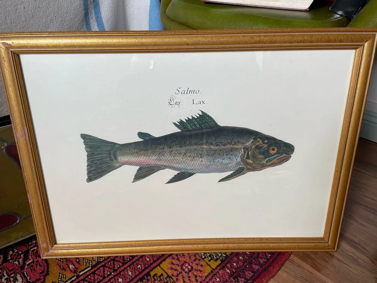 Large Ichthyology Print - Salmon - Image 1