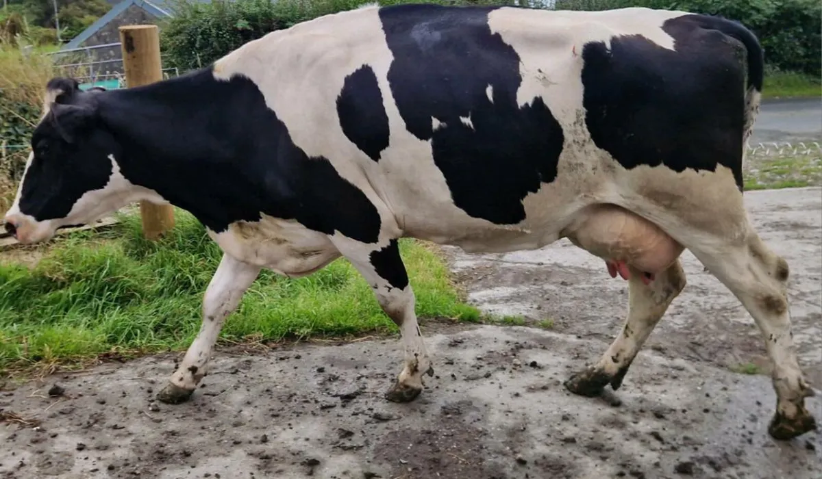 Young Cow Suitable for calves 20L+ per day - Image 1
