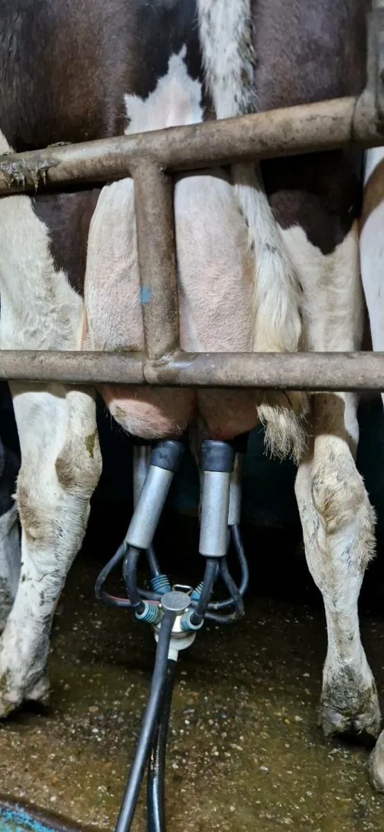 Young Cow Suitable for calves 20L+ per day - Image 2