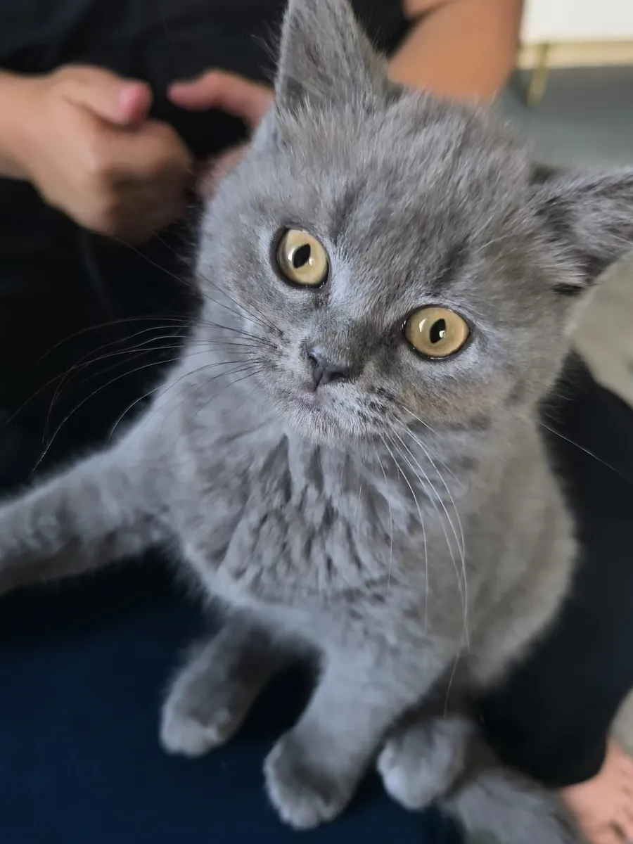 British blue short hair kittens - Image 3