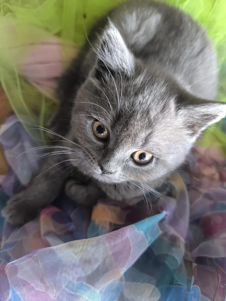 British blue short hair kittens - Image 4