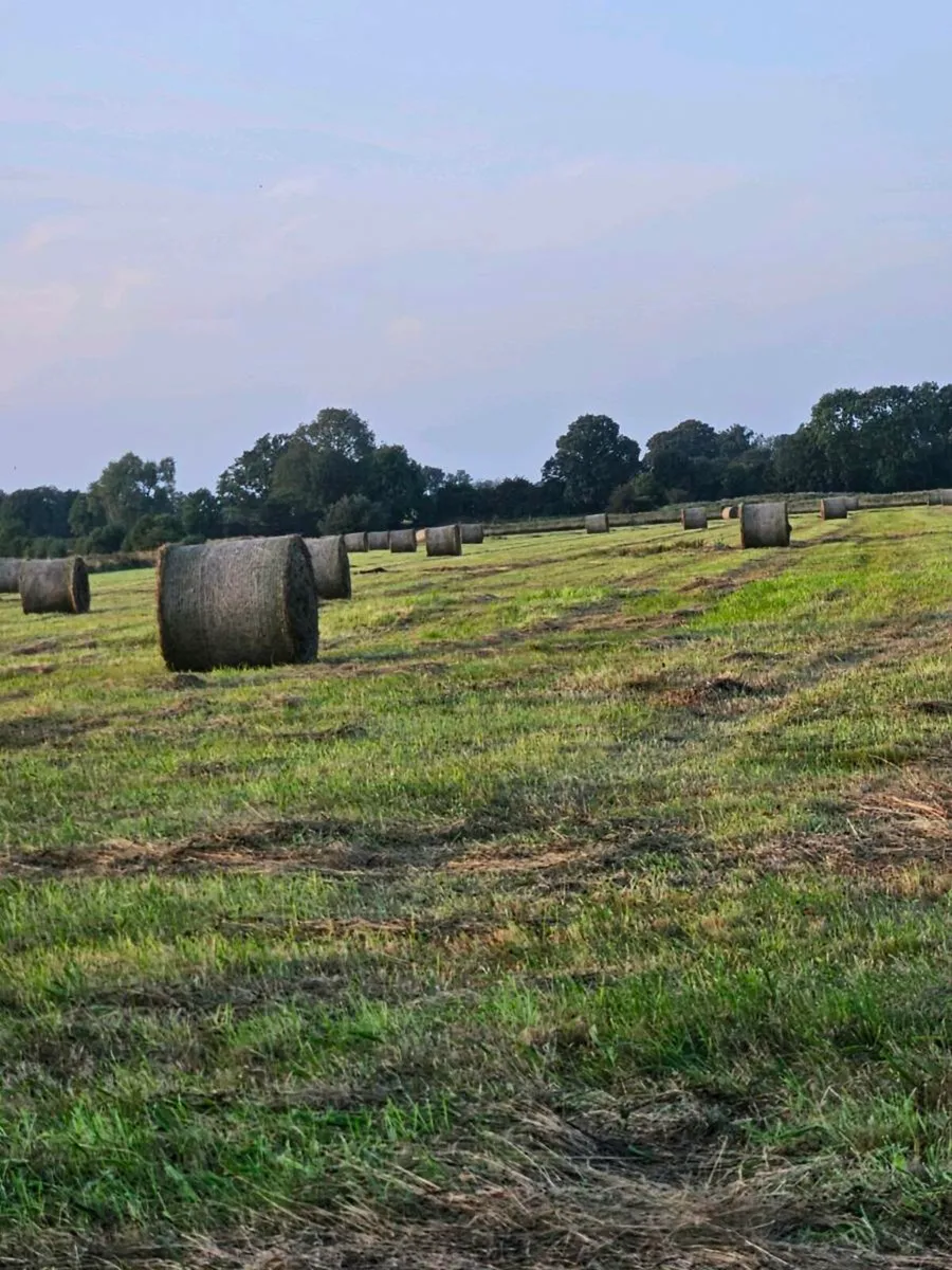 Hay for sale - Image 2