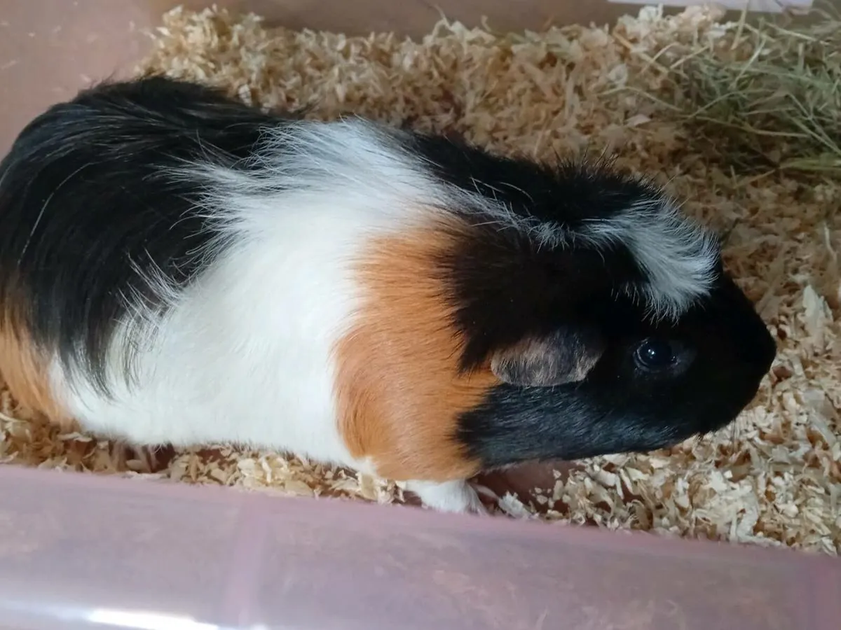 8 month old beautiful guinea pigs - Image 2