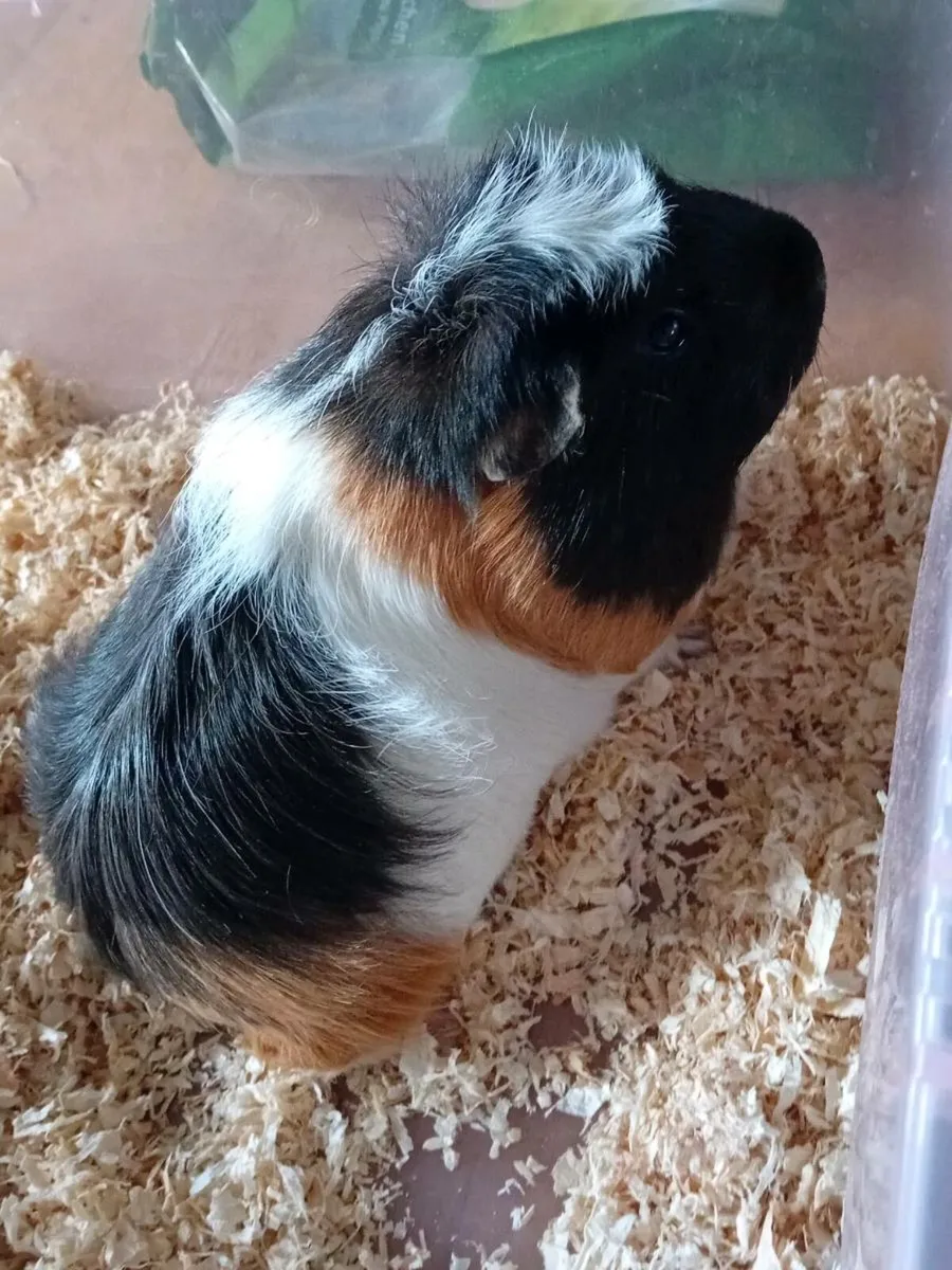 8 month old beautiful guinea pigs - Image 3