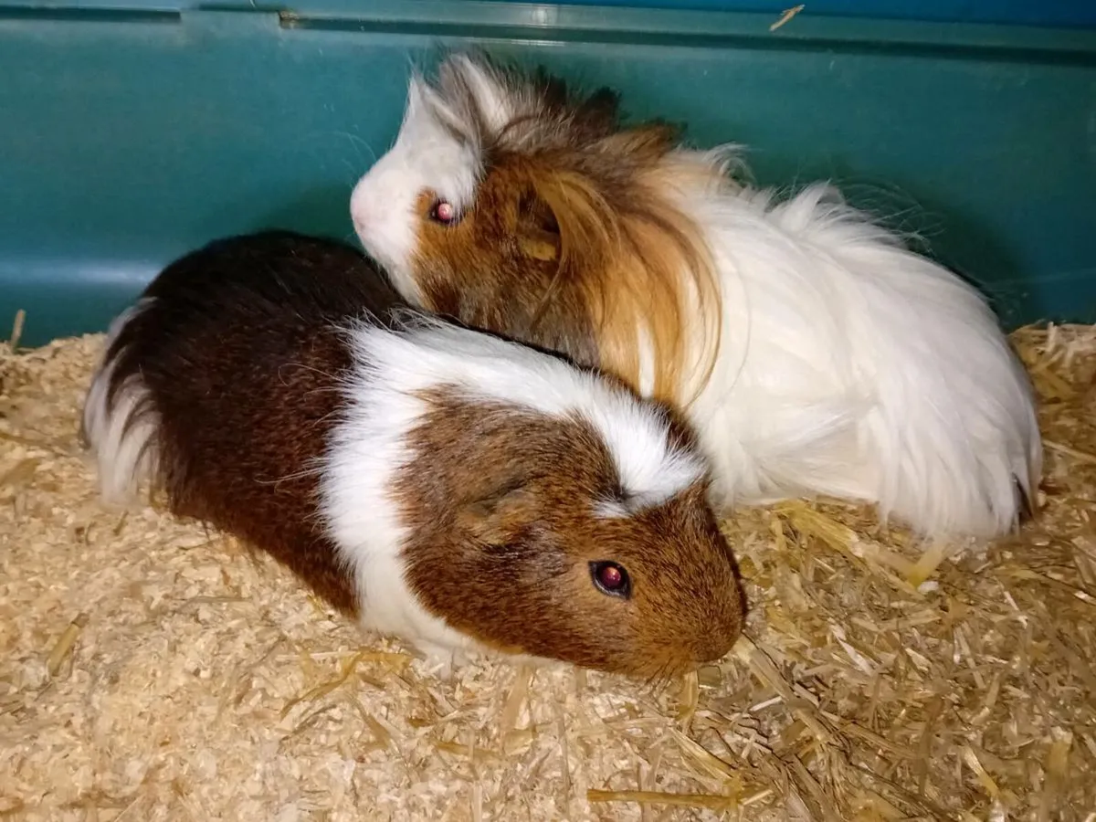 8 month old beautiful guinea pigs - Image 4