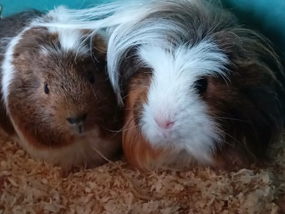 8 month old beautiful guinea pigs - Image 1
