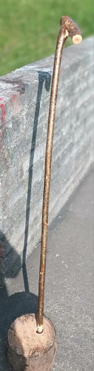 Walking stick hazal root stick - Image 2