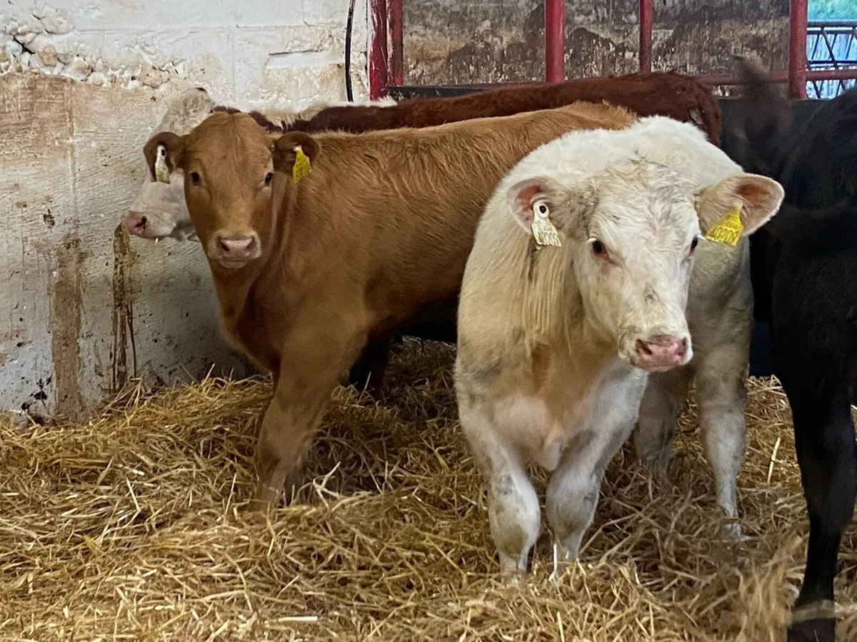 4 Cracking Heifer Runners - Image 2
