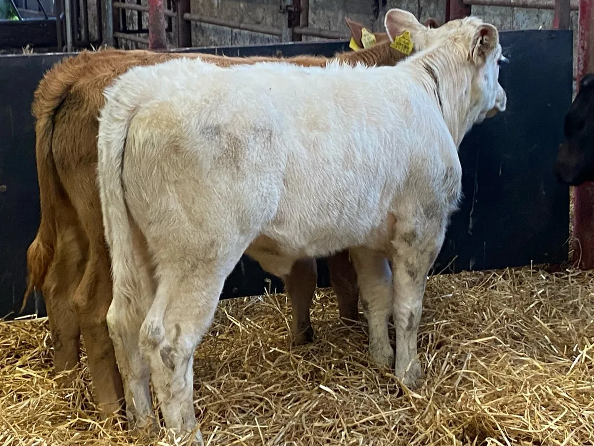 4 Cracking Heifer Runners - Image 1