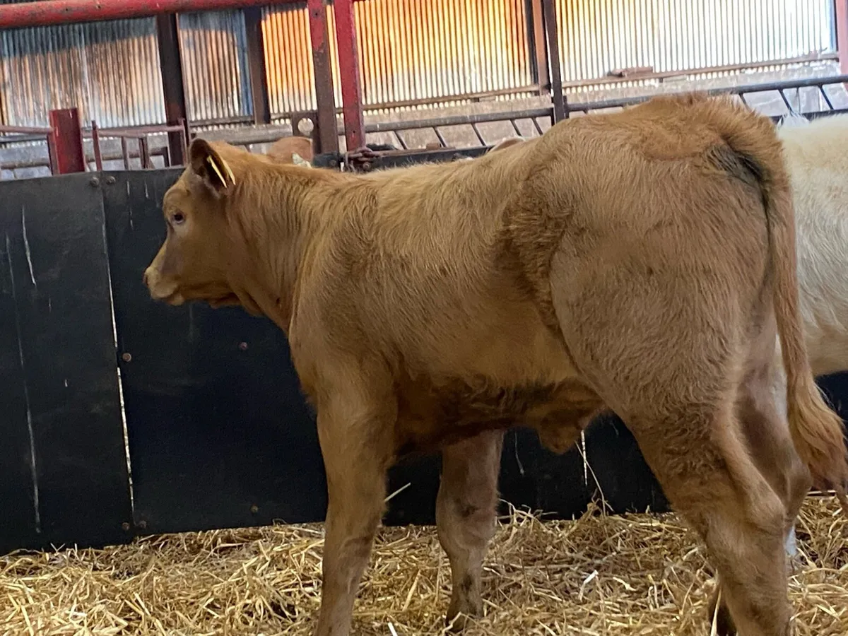 4 Cracking Heifer Runners - Image 3