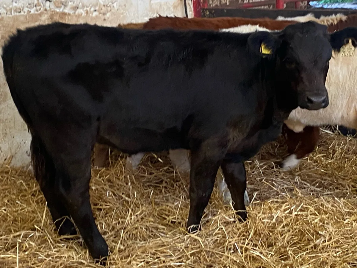4 Cracking Heifer Runners - Image 4