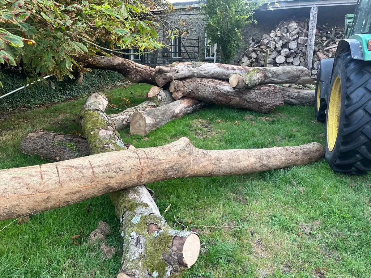 Elm timber - Image 1
