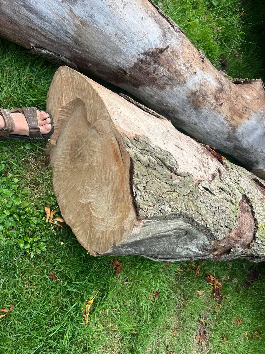Elm timber - Image 3