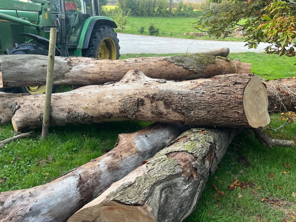 Elm timber - Image 4