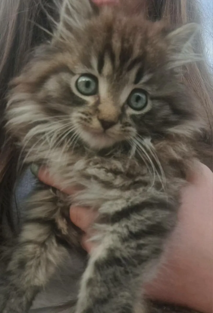 Beautiful Male long haired maine coon mix kitten - Image 1