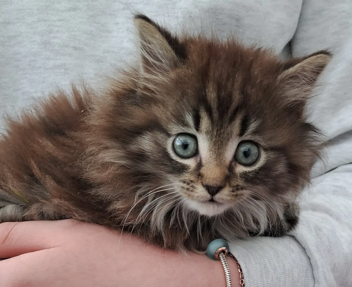Beautiful Male long haired maine coon mix kitten - Image 2