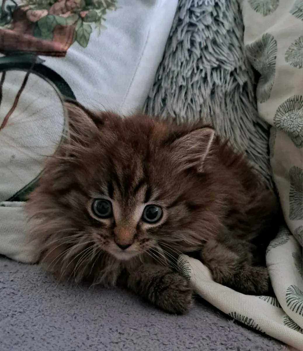 Beautiful Male long haired maine coon mix kitten - Image 3