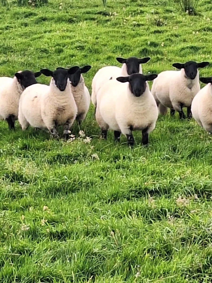 Ewe lambs - Image 1