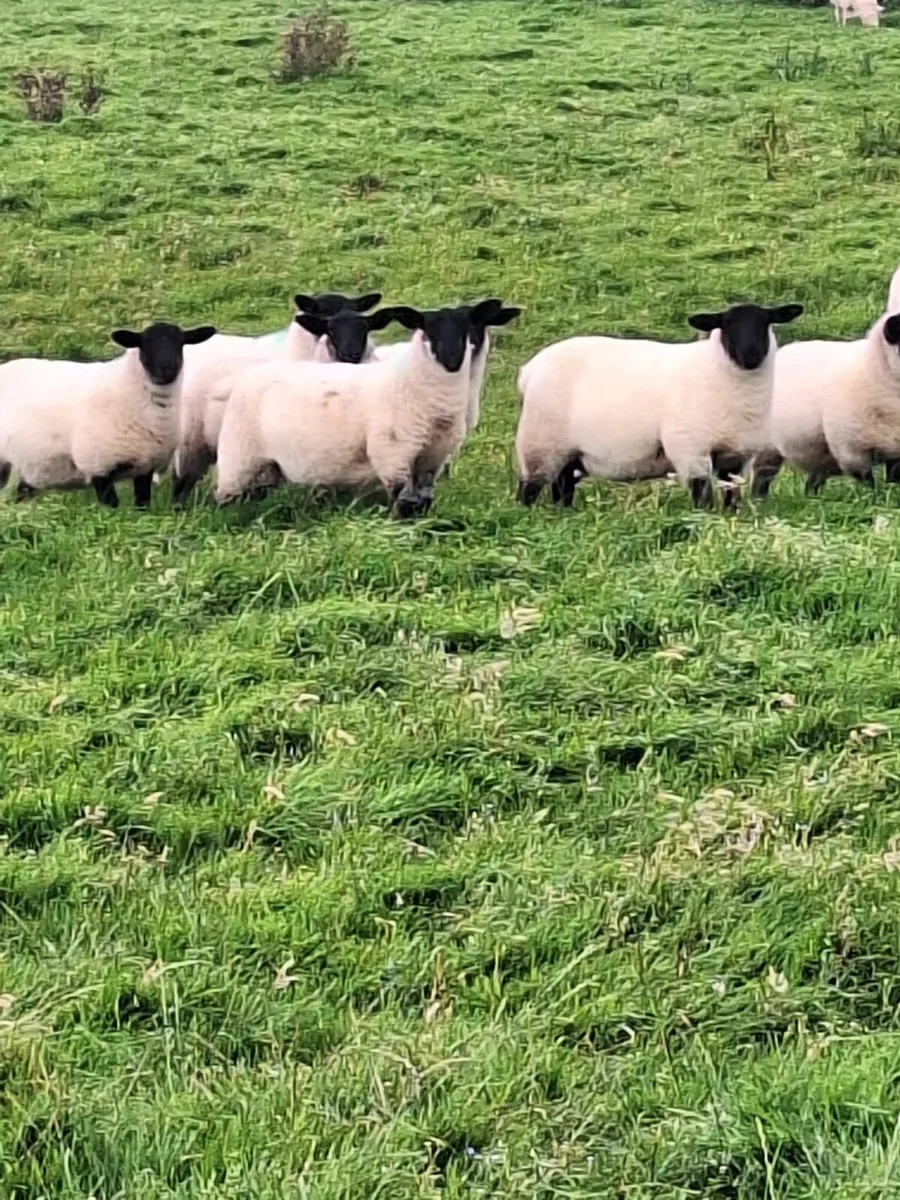 Ewe lambs - Image 2