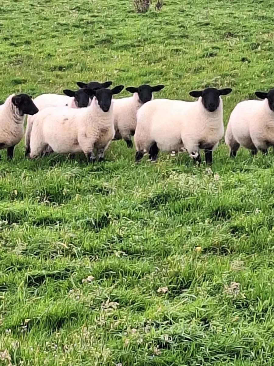 Ewe lambs - Image 3