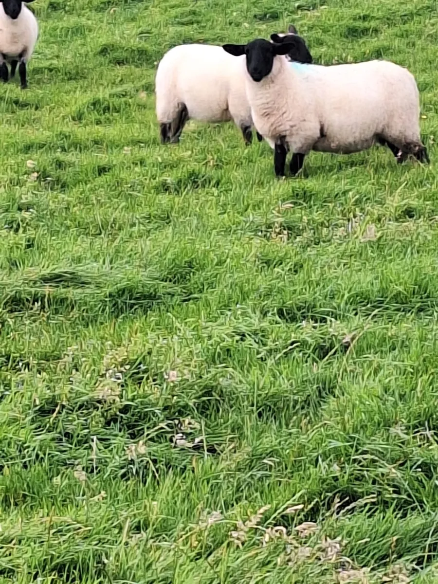 Ewe lambs - Image 4