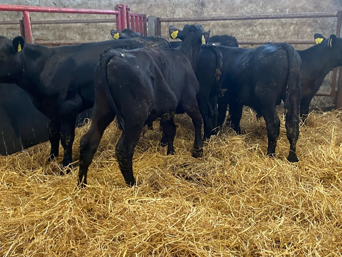 6 Angus Bull Weanlings - Image 2