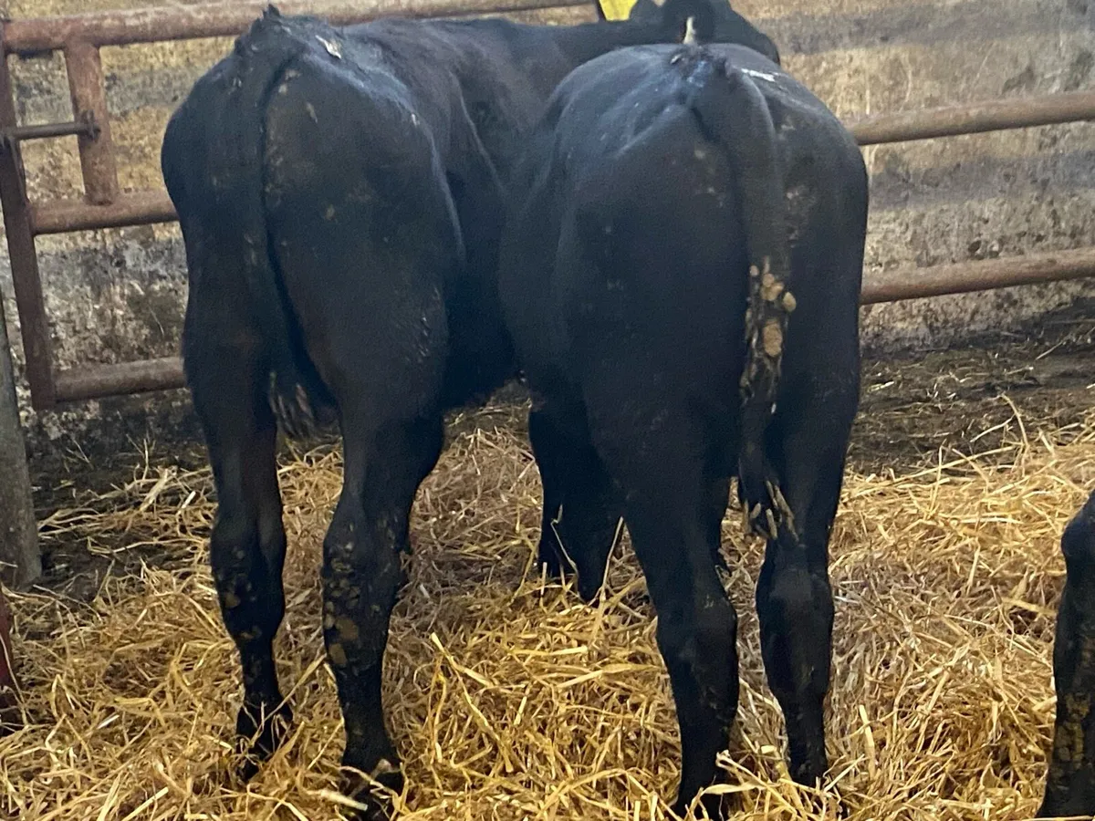 6 Angus Bull Weanlings - Image 3