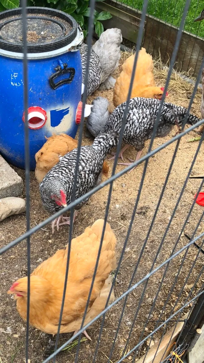 Chicks & cockerels - Image 1