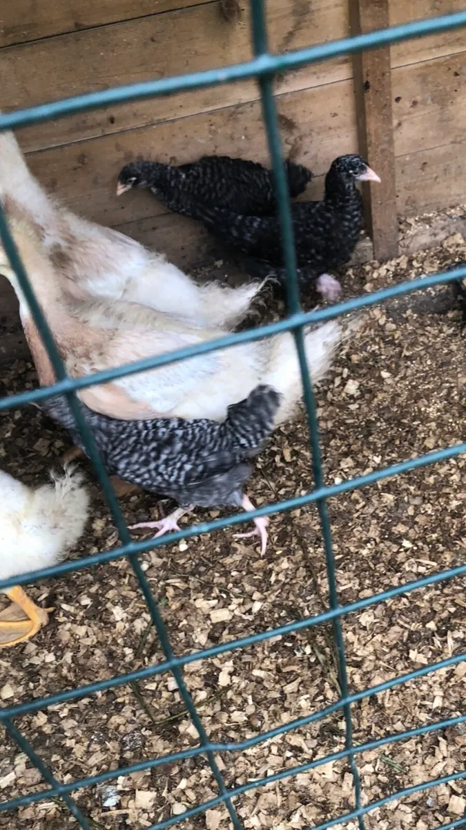 Chicks & cockerels - Image 2