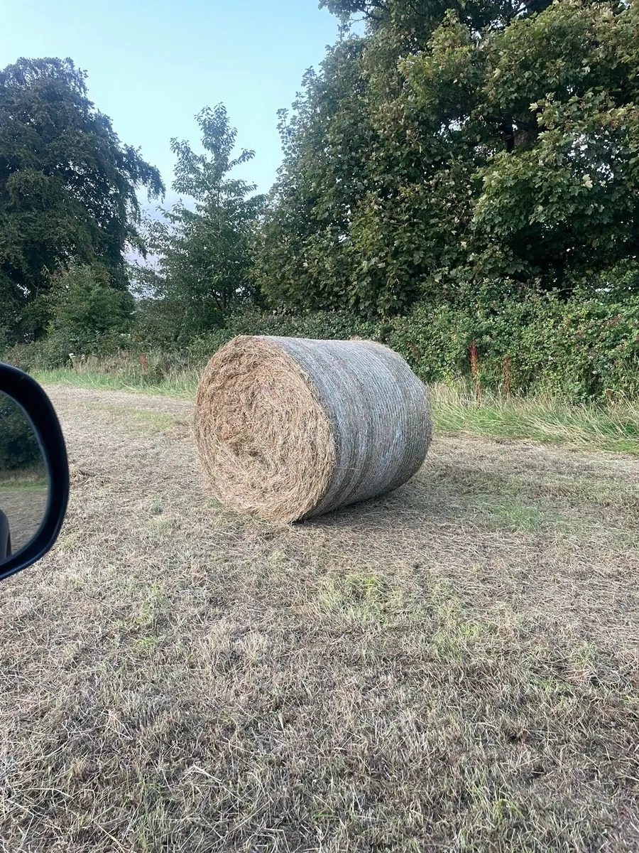 Hay - Image 2
