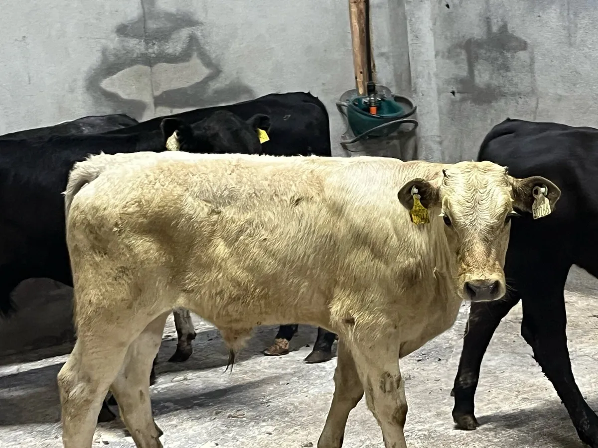 Super 220Kg Continental Bull Runners - Image 1