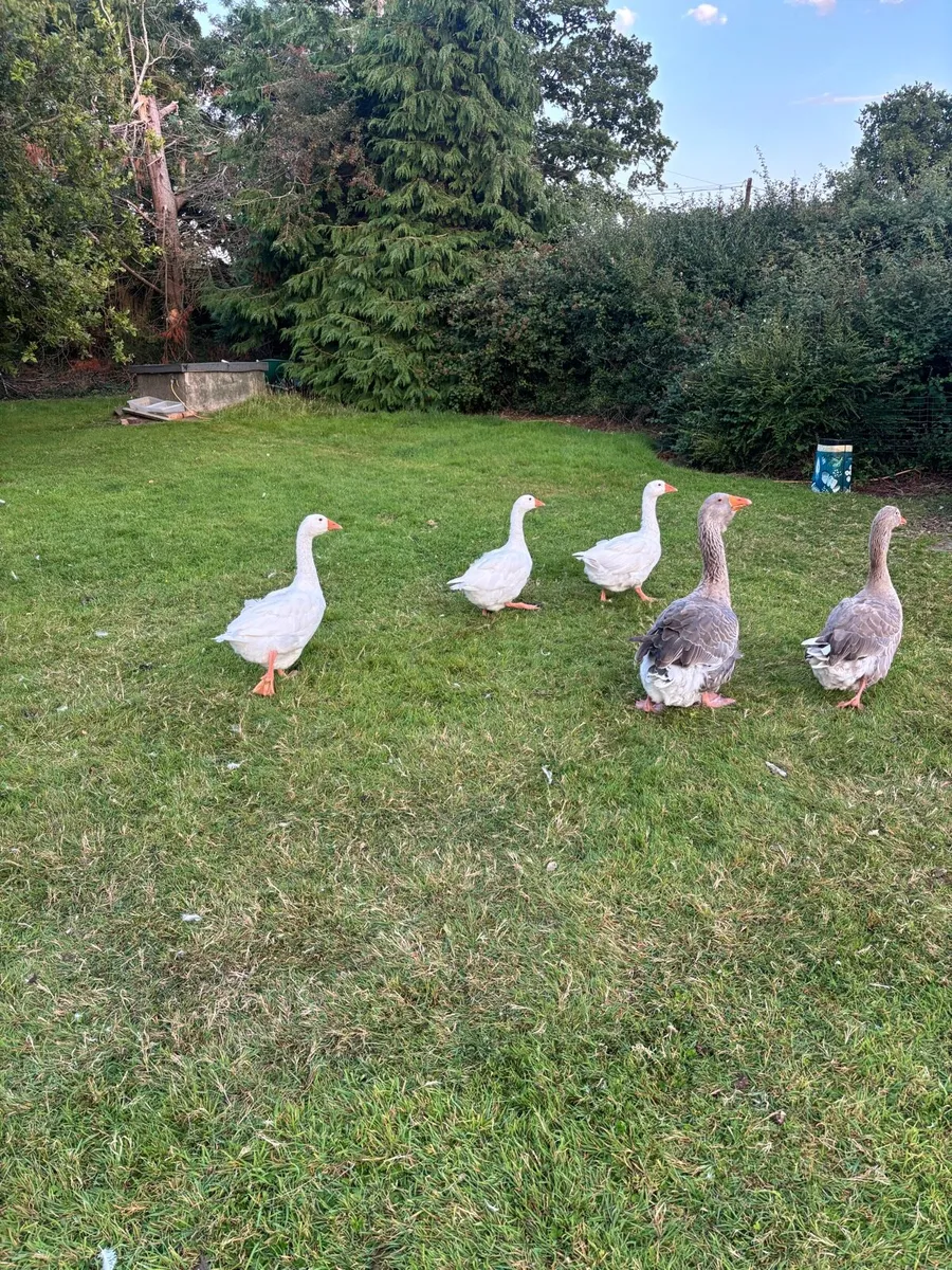 Geese - Image 1