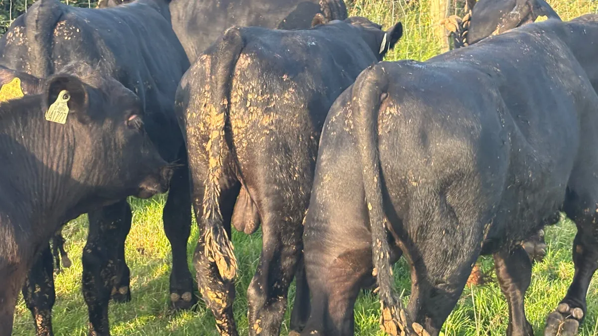 8 Super Angus Bull Wealings - Image 3