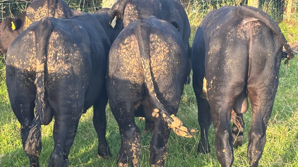 8 Super Angus Bull Wealings - Image 2