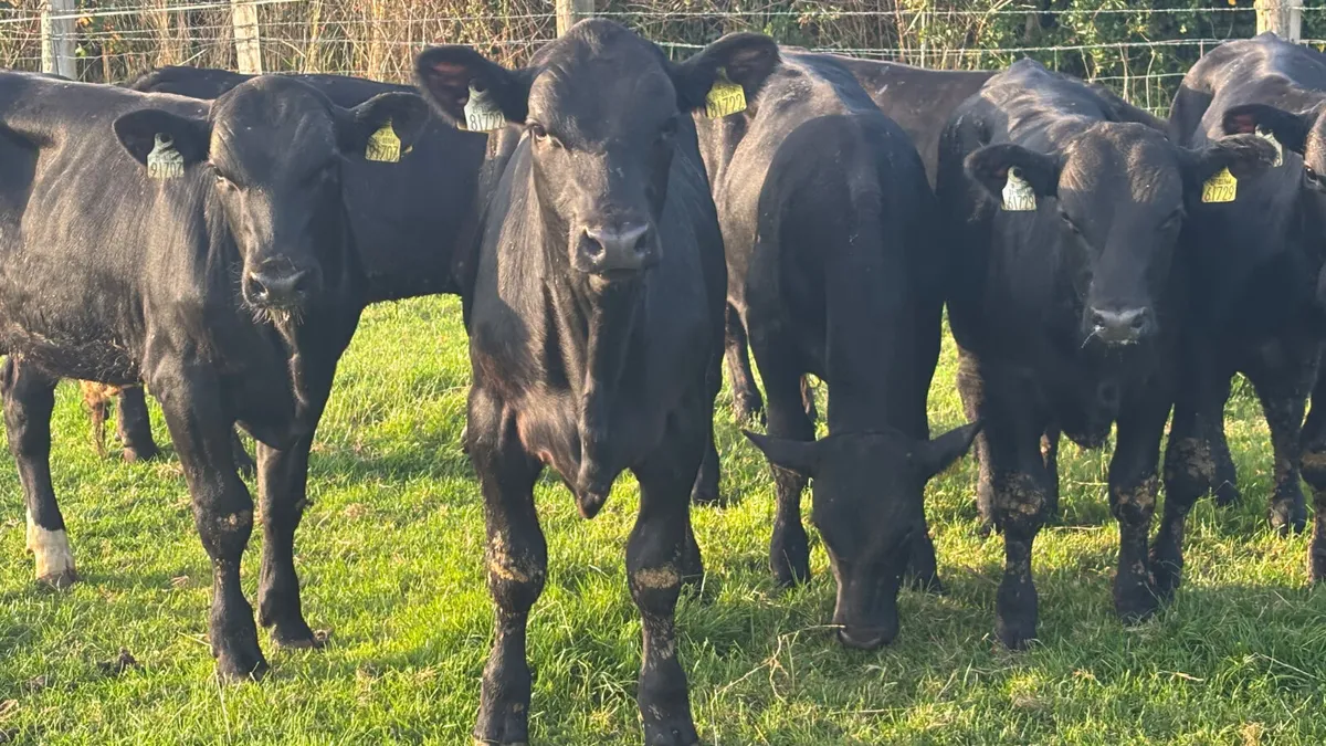8 Super Angus Bull Wealings - Image 1