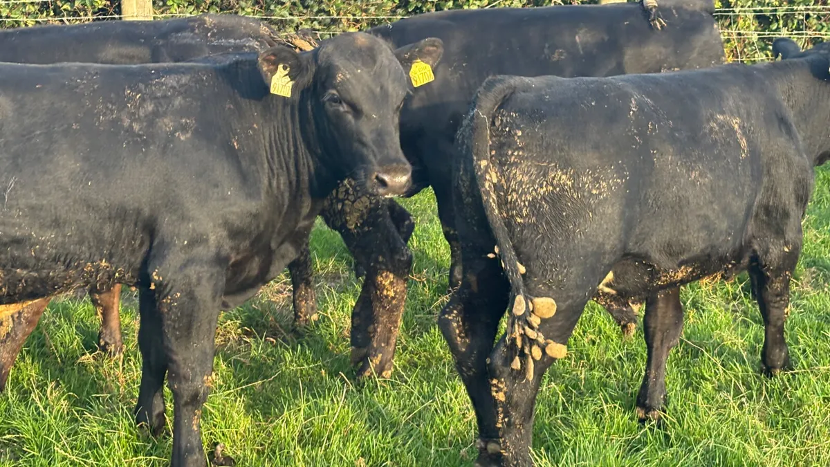 8 Super Angus Bull Wealings - Image 4