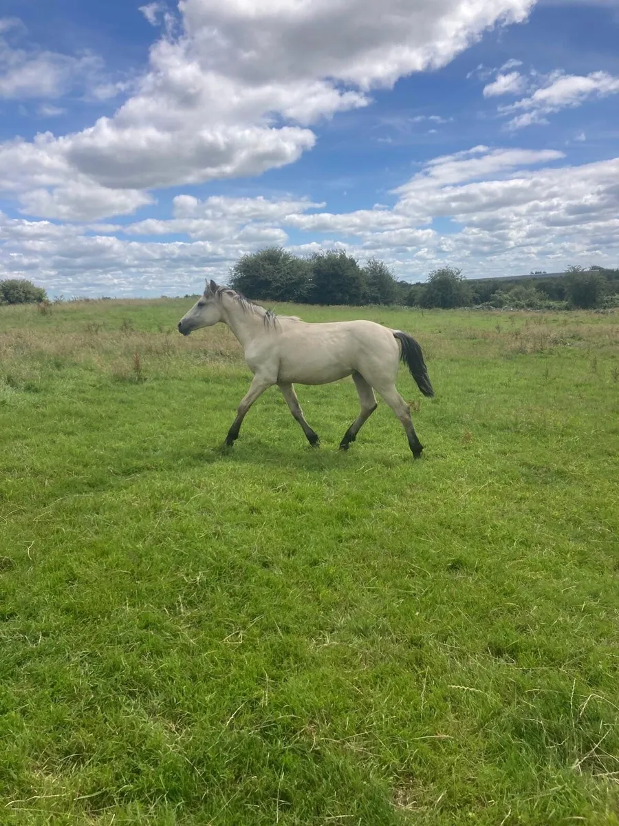 Connemara Pony