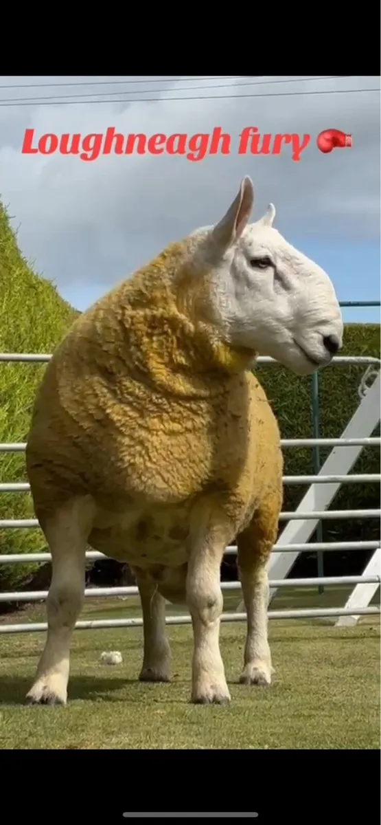 Cheviots shearling rams - Image 1