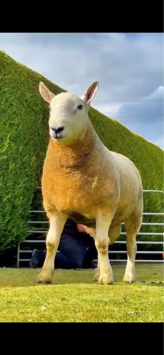 Cheviots shearling rams - Image 2